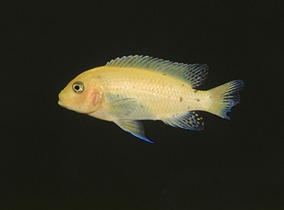 Maylandia sp. 'estherae blueface' Lumessi